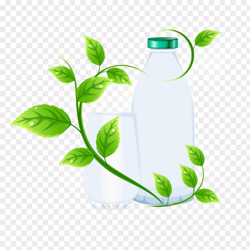 Green Tea Biluochun PNG