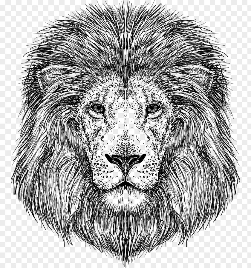 Lion Drawing Lions Roar Zach Menshouse Monkey Bar Cypher Amazon.com Music PNG