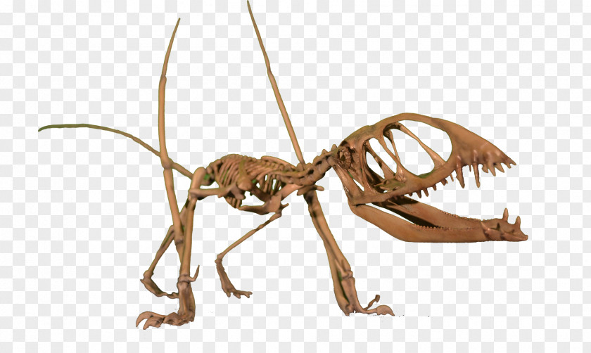 Sharp Teeth Dimorphodon Pterodactyls Pteranodon Nyctosaurus Pterosaurs PNG
