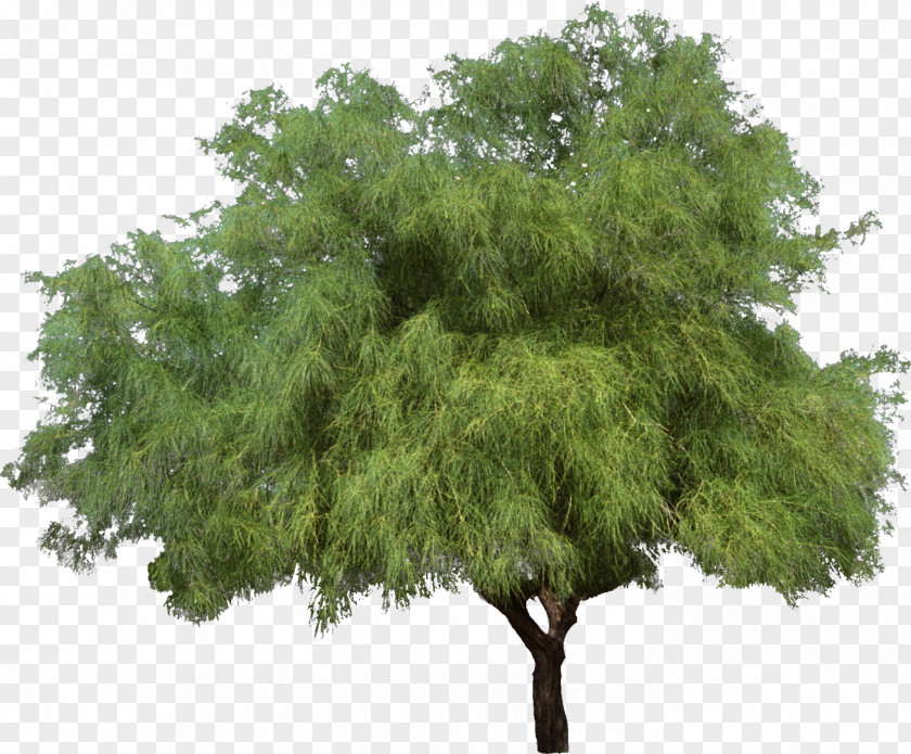 Bushes Tree Weeping Willow Shrub Woody Plant PNG