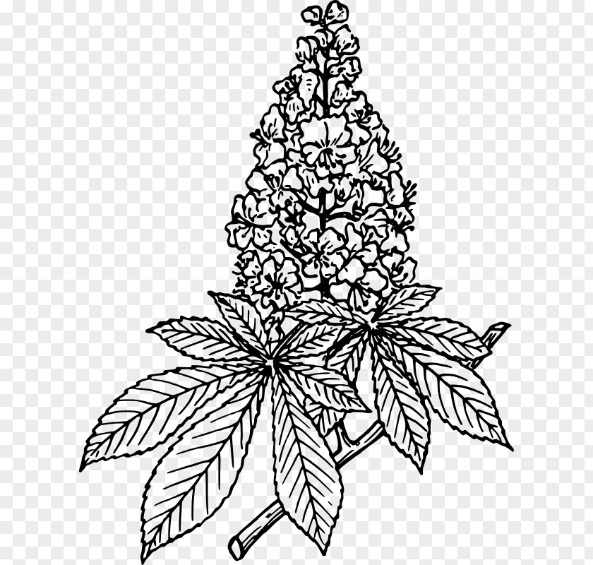 Chestnut Lilac Flower Drawing Clip Art PNG