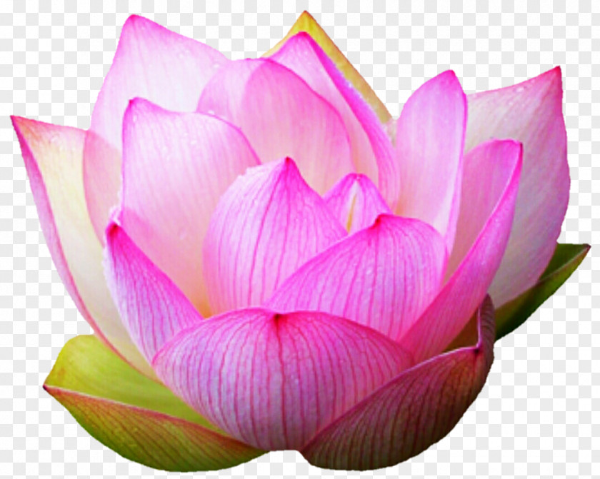 Goldfish Lotus Pink M Close-up Lotus-m PNG