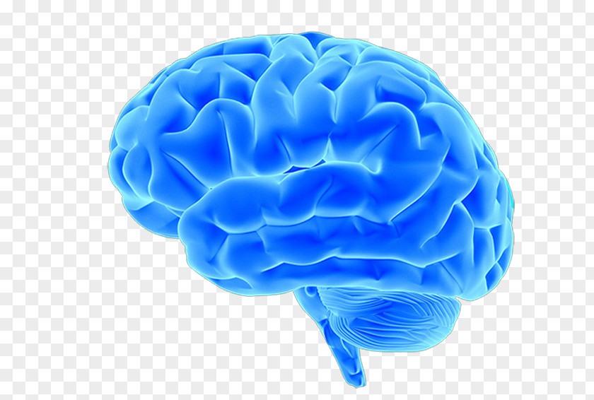 And What We Can Do About It Human BrainBlue Brain Material Picture Blue Project Neuroimaging Pink Brain, Brain: How Small Differences Grow Into Troublesome Gaps PNG