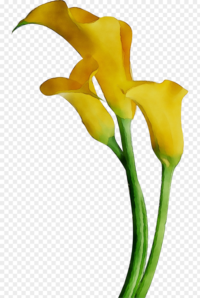 Bog Arum Lilies Cut Flowers Yellow Arum-lily PNG