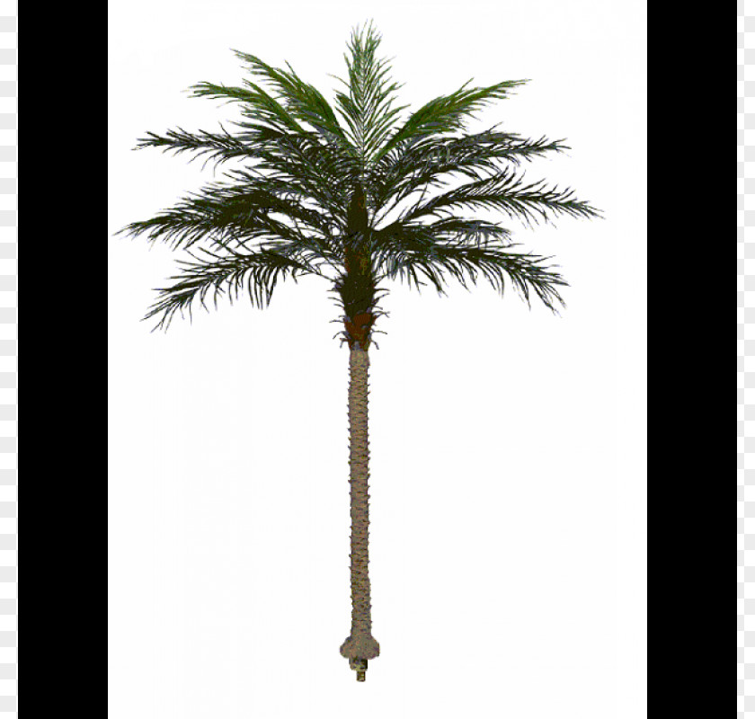 Date Palm Asian Palmyra Canary Island Trees Babassu PNG