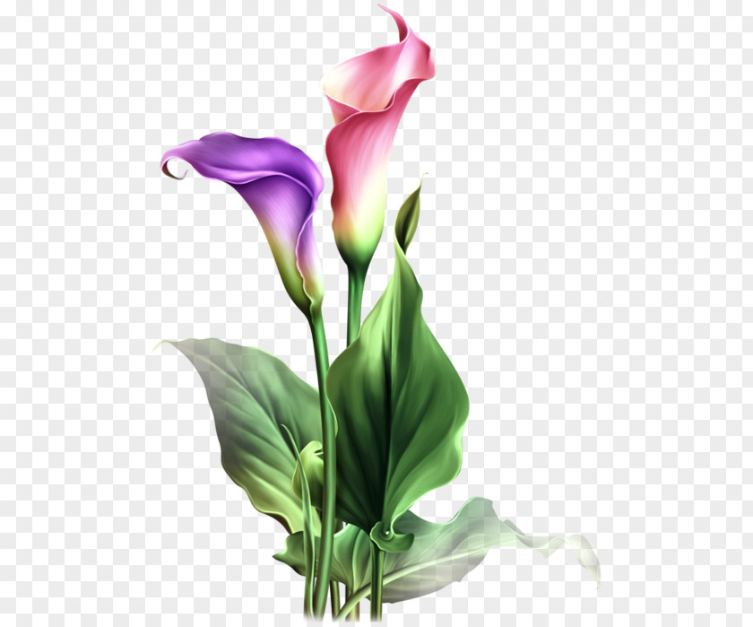Flower Arum-lily Pin Watercolor Painting PNG