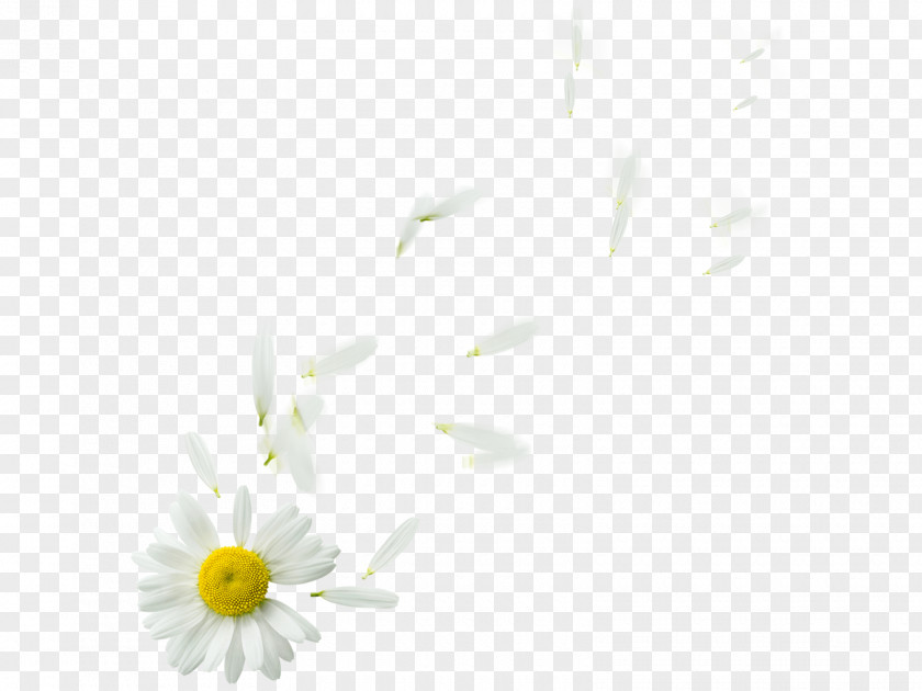 New Common Daisy Flower Oxeye Family Plant PNG