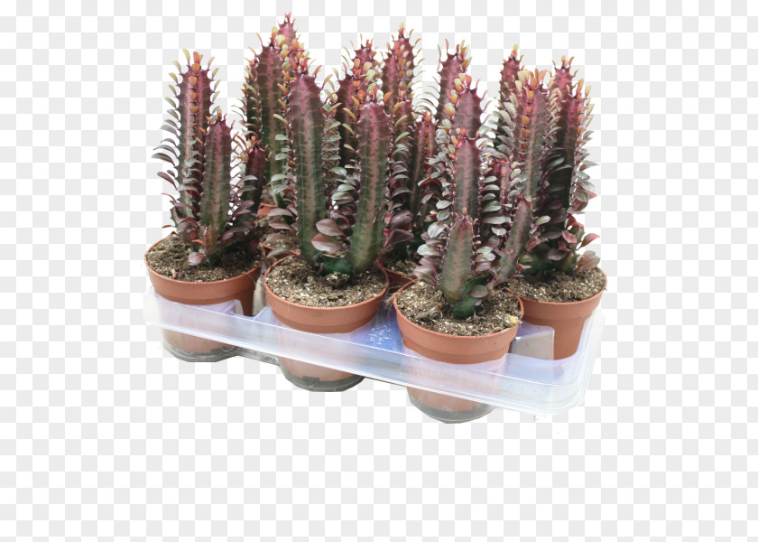 Plant Pencil Cactus Euphorbia Trigona Cactaceae Triangle PNG