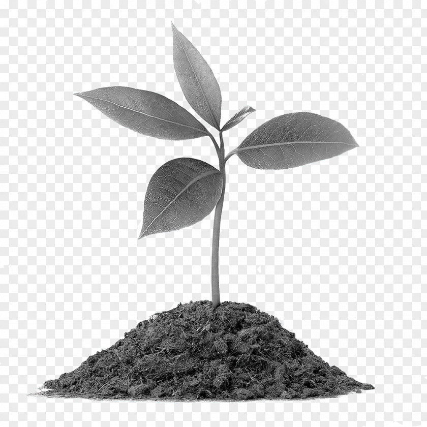Plant Vermicompost Soil Root Botany PNG
