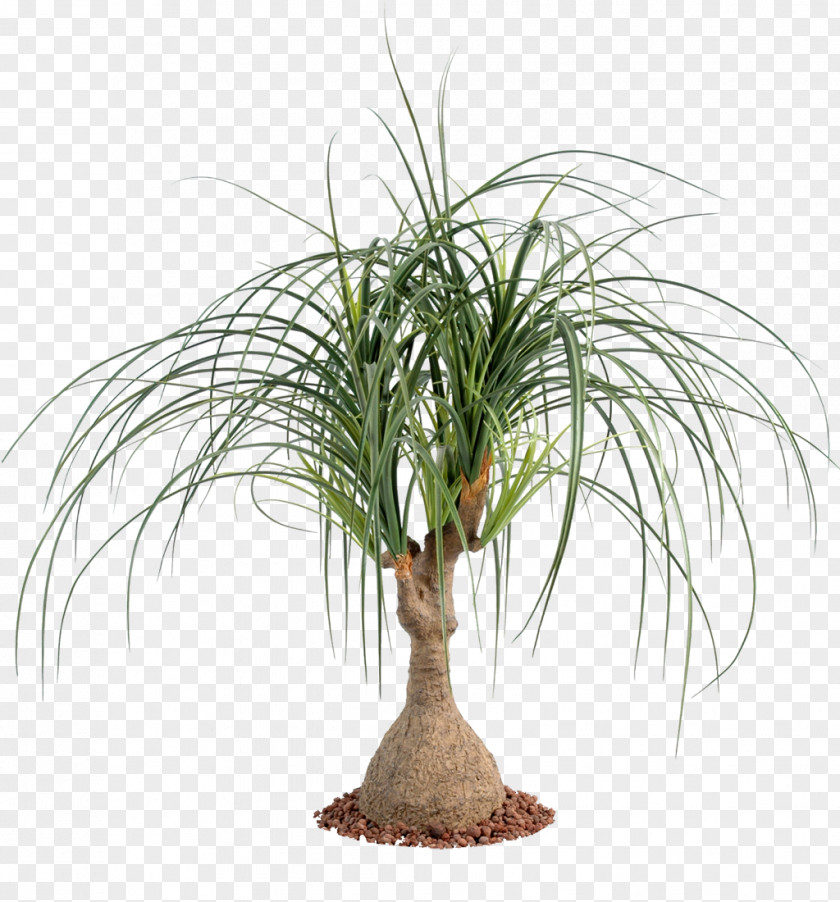 Plants Ponytail Palm Houseplant Trees Succulent Plant PNG