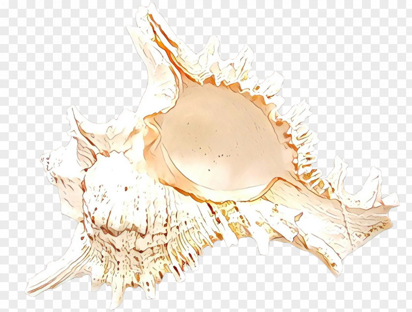 Beige Jaw Seashell PNG