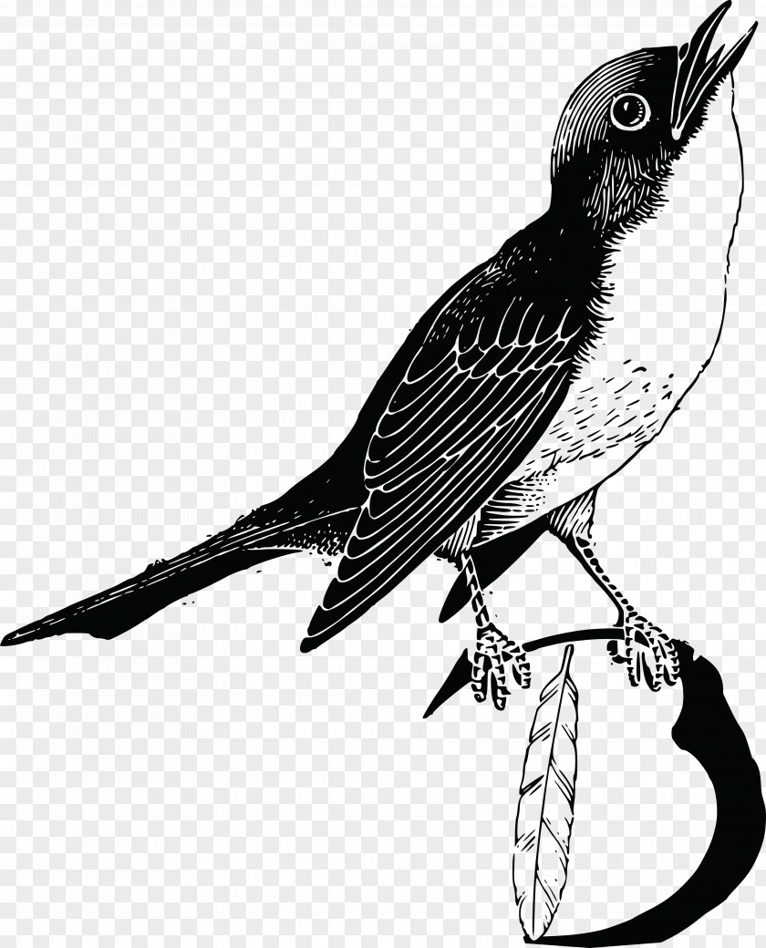 Bird Feather Goose Parrot Clip Art PNG