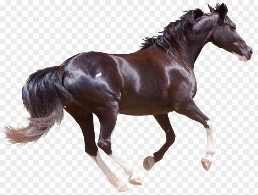 Gazelle Friesian Horse American Paint Morgan Chincoteague Pony Stallion PNG