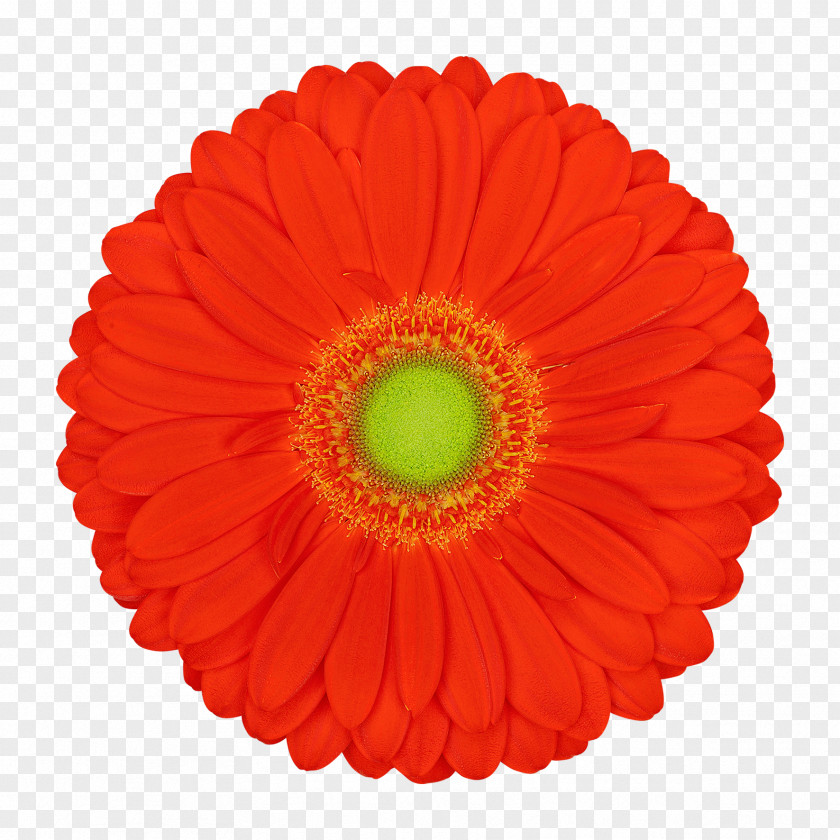 Gerbera Drawing Transvaal Daisy Vector Graphics Cut Flowers Illustration Product PNG