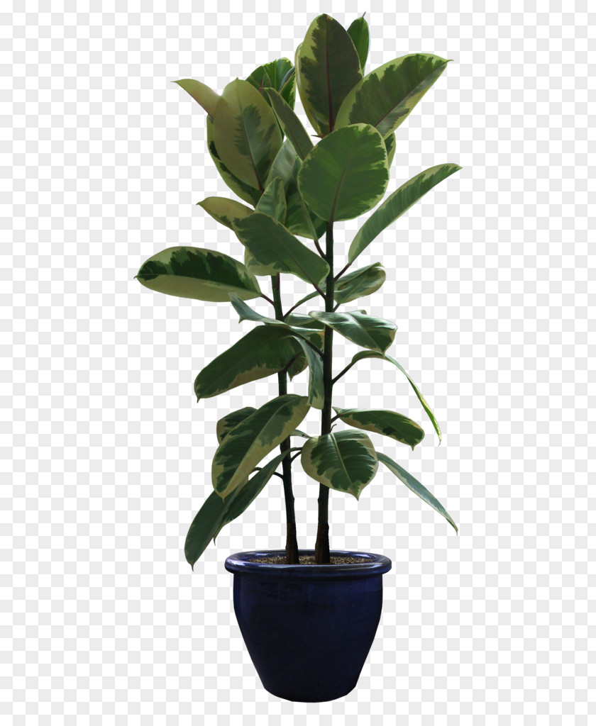 House Plant Flowerpot Houseplant Bonsai Rubber Fig PNG