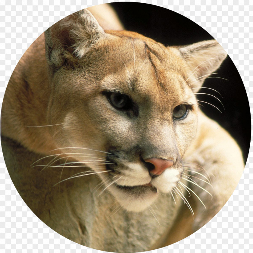 Lion Cougar Big Cat Panther PNG