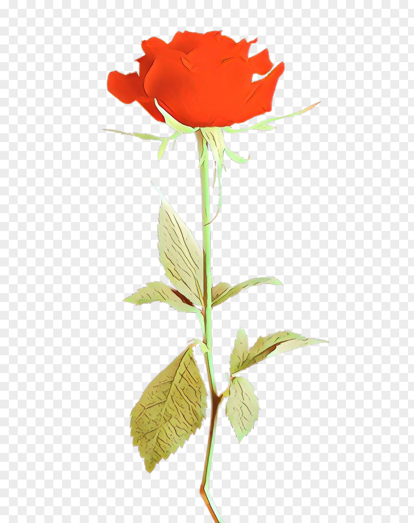 Orange Cut Flowers Rose PNG