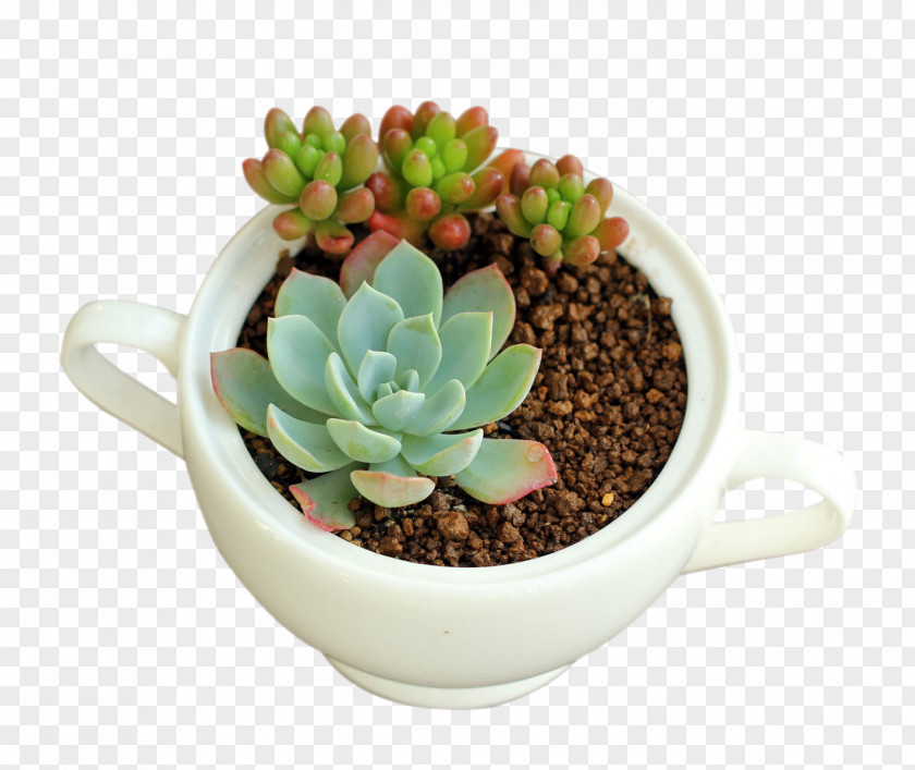 Plant Growing Succulent Plants Seed Soil PNG
