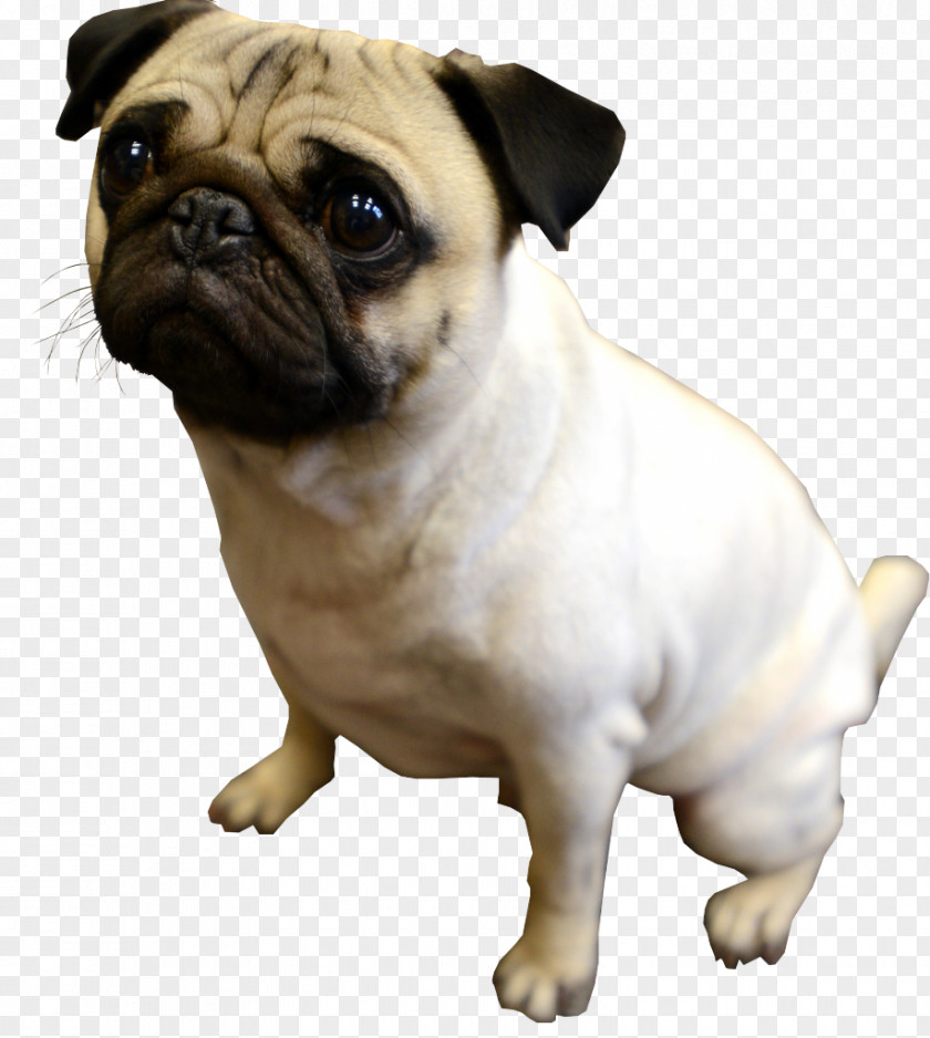 Puppy Snout Dog Pug Breed Companion PNG