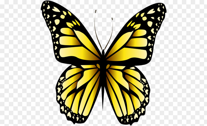 Butterfly Monarch Yellow Stock Photography Clip Art PNG