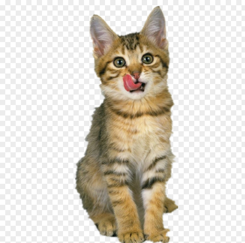 Pet Cat Ragdoll American Shorthair Food PNG