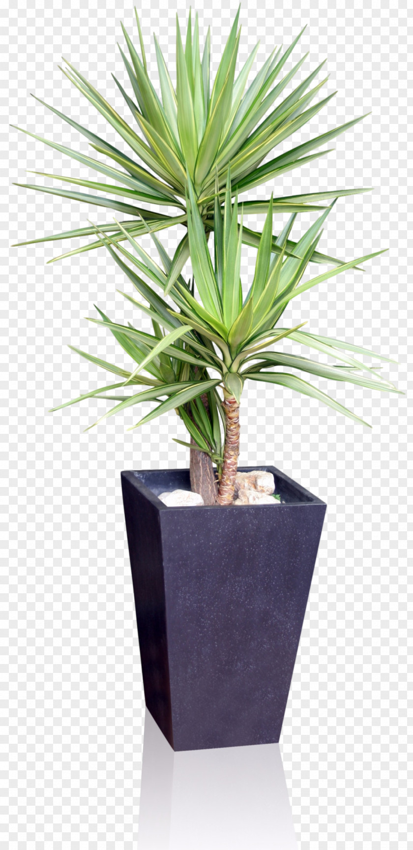 Plant Houseplant Flowerpot Yucca Gloriosa Spineless PNG