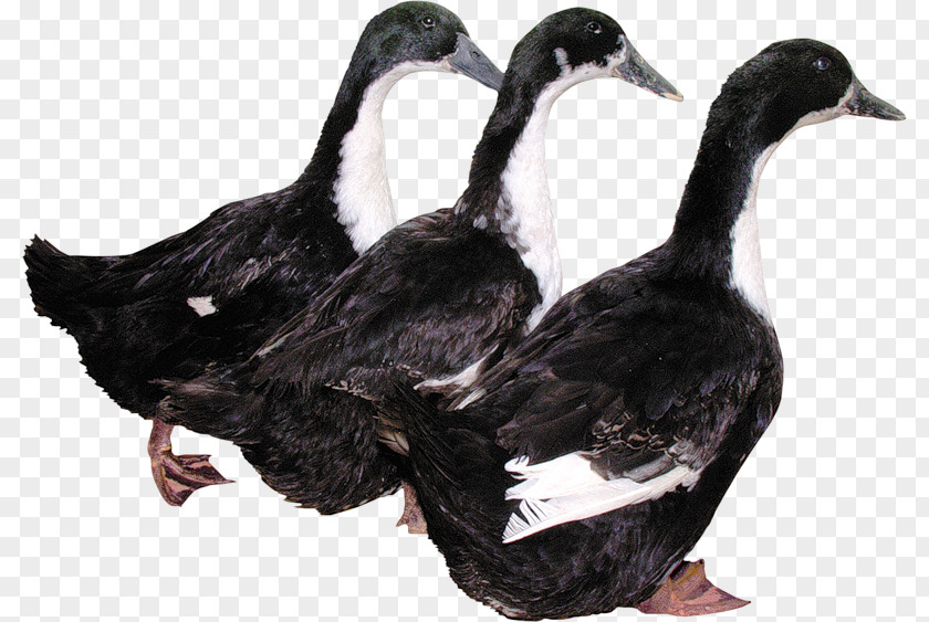 Duck Download PNG