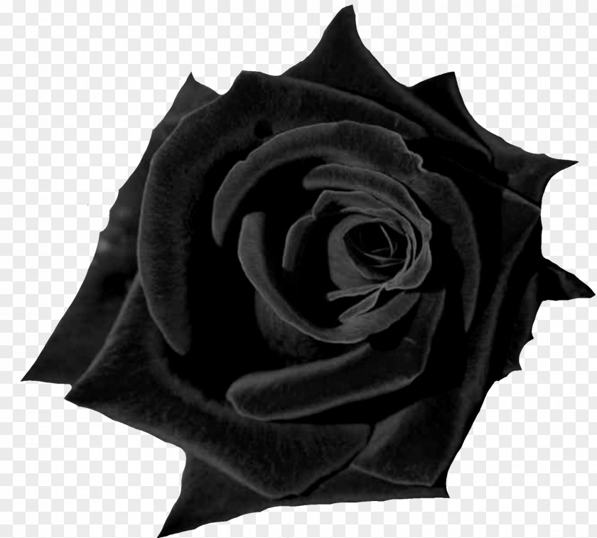 Rose Black Desktop Wallpaper Flower Red PNG