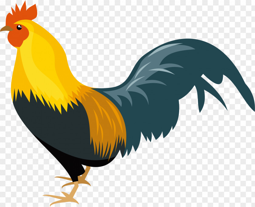 Tail Livestock Chicken Bird Rooster Beak Wing PNG