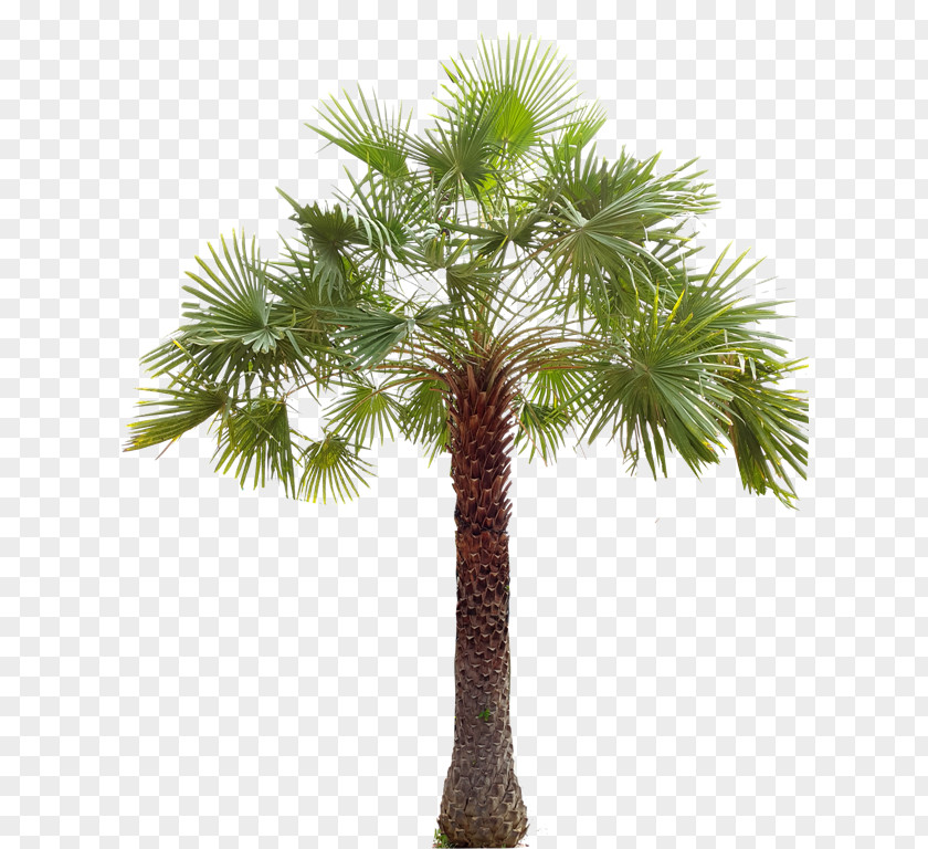 ต้นมะพร้าว Asian Palmyra Palm Arecaceae Flowerpot Copernicia Alba Babassu PNG