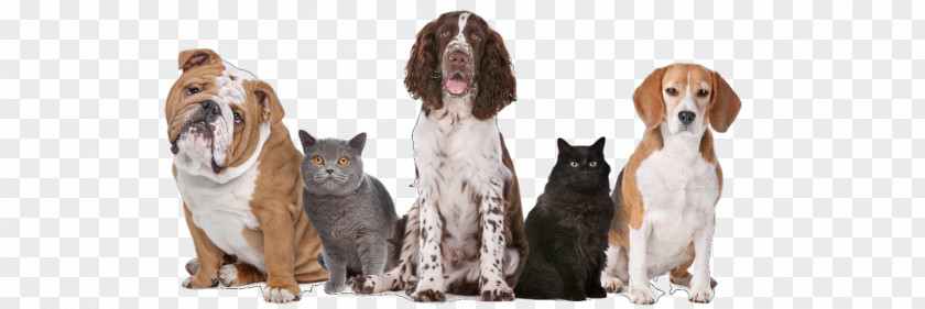 Dog Pet Sitting Cat Veterinarian PNG