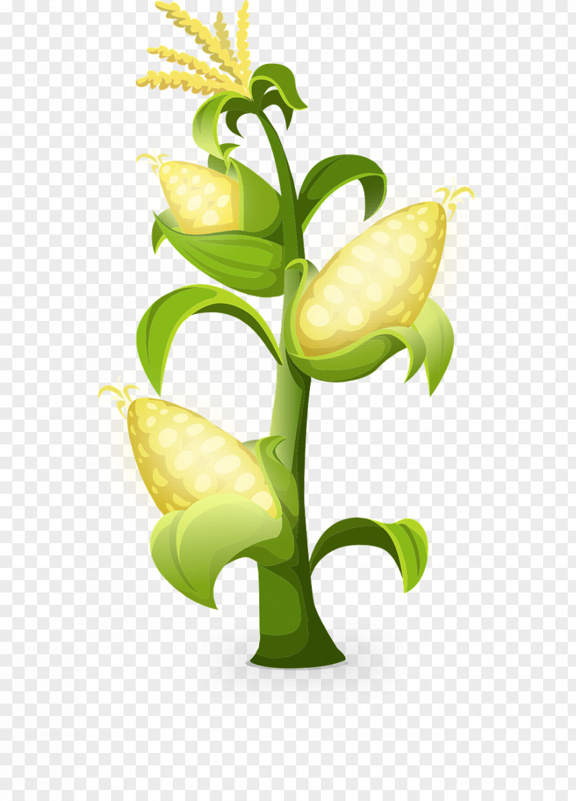 Golden Corn Pixabay Decomposer Worksheet Illustration PNG