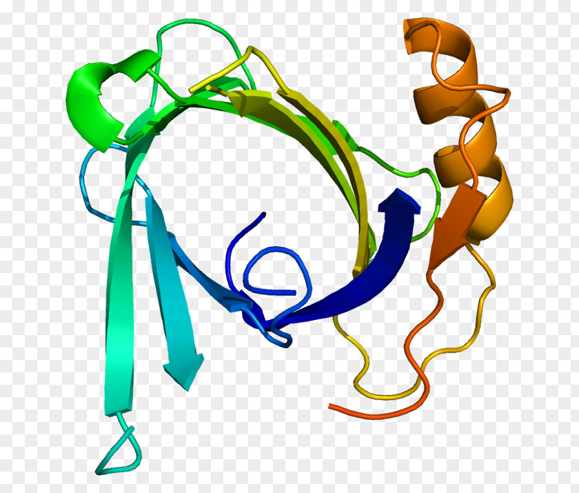 Lipocalin-2 Lipocalin 1 Protein Protease PNG