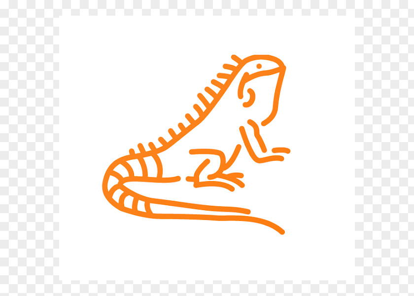 Lizard Green Iguana Coloring Book Drawing Image PNG