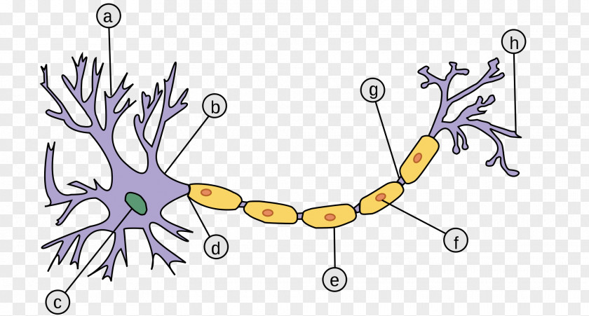 Neurons Sensory Neuron Axon Pseudounipolar Myelin PNG