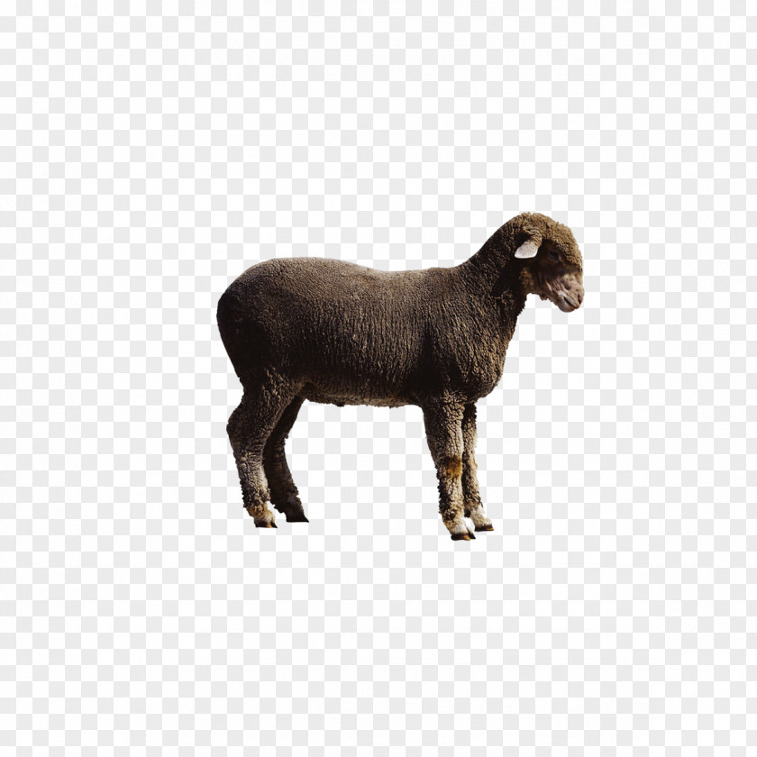 Black Goat Picture Sheep Cattle PNG