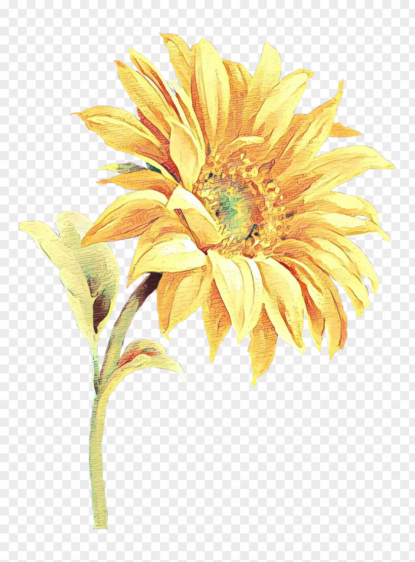 Daisy Family Cut Flowers Sunflower PNG