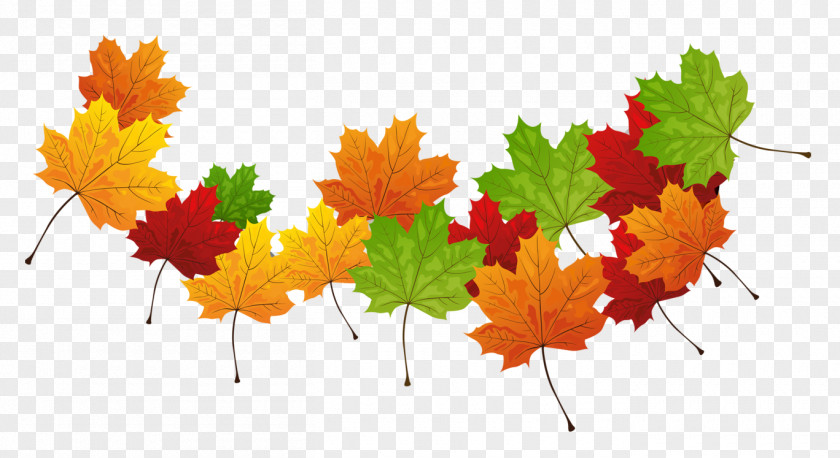 Fall Transparent Leaves Autumn Leaf Color PNG
