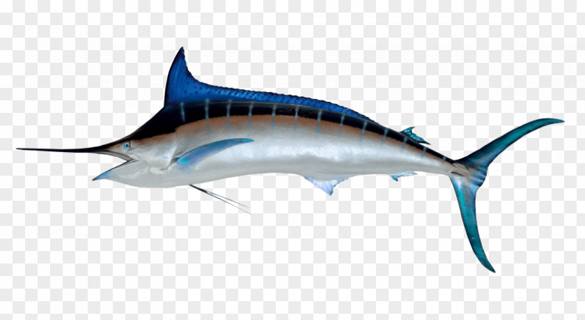 Fishing Atlantic Blue Marlin Swordfish Billfish PNG