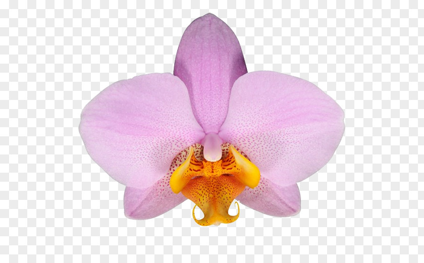 Flower Moth Orchids Cattleya Stolk Flora PNG