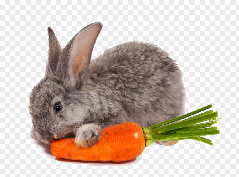 Greedy Rabbit Netherland Dwarf Carrot Eating Food PNG