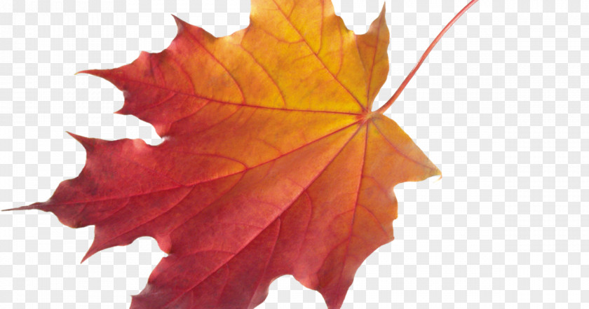 Leaf Autumn Color Clip Art PNG