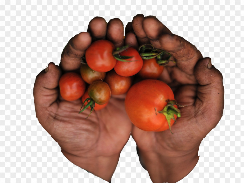 Non Organic Food Plum Tomato Visual Software Systems Ltd. Bush PNG