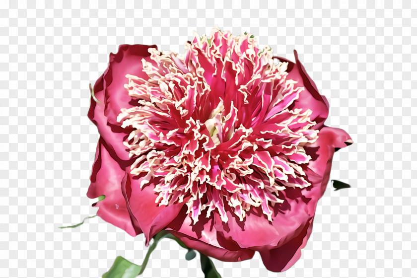 Peony Carnation Flower Plant Pink Petal Cut Flowers PNG