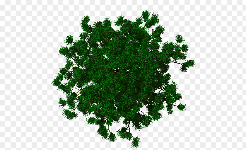 Pine Trunk Spruce Evergreen Shrub Herb Leaf PNG