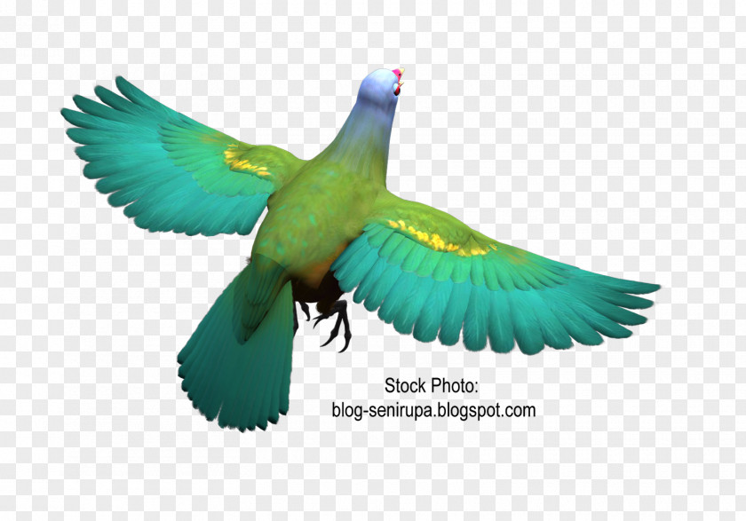 Stock Bird Parrot Feather Parakeet Wompoo Fruit Dove PNG
