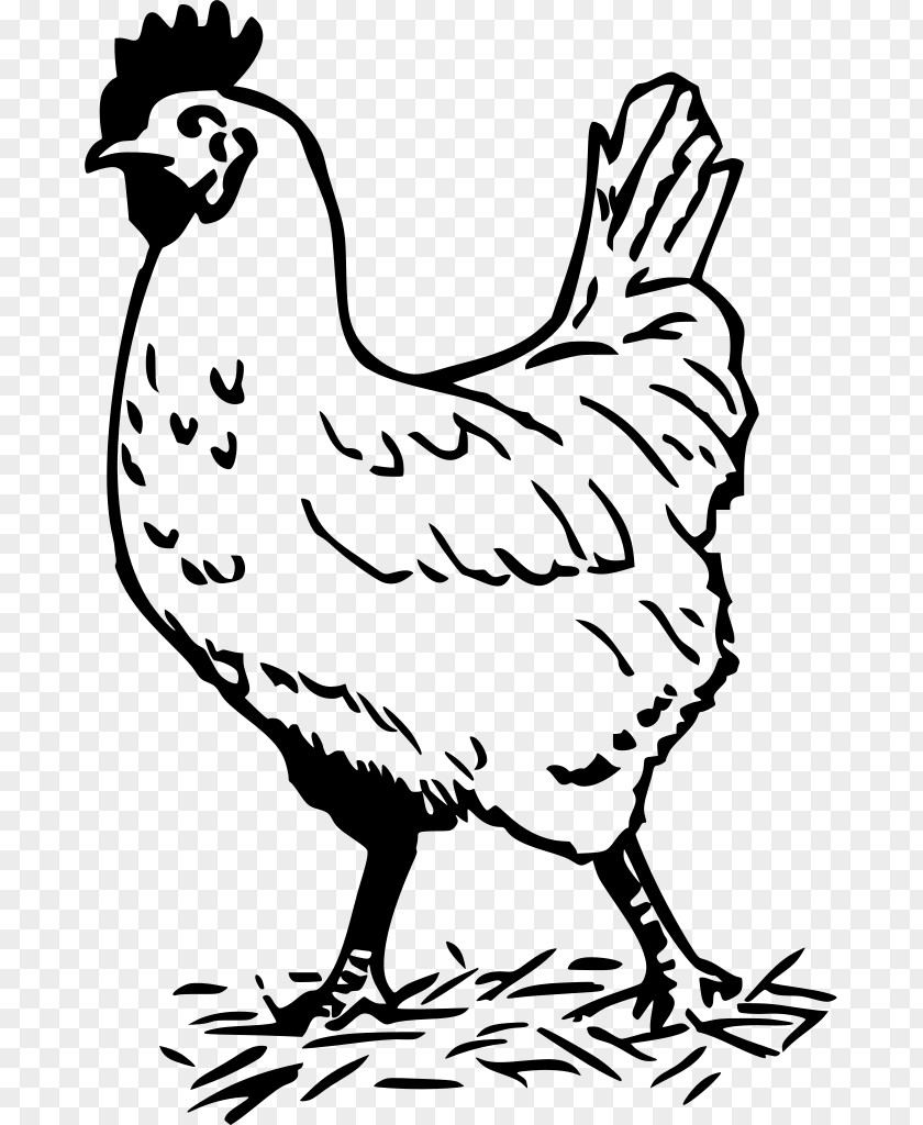 Chicken Clip Art Resolution 1024 Vector Graphics Rooster Illustration PNG