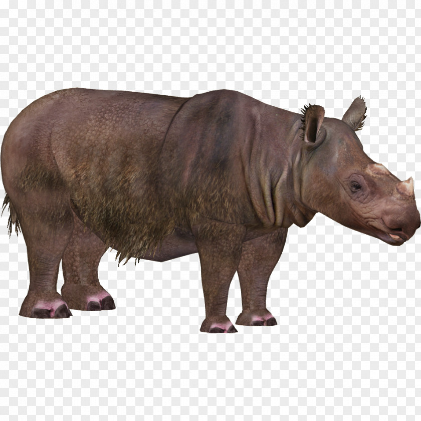 Fantastic Beasts Rhino Northern Sumatran Rhinoceros Kaziranga National Park Indian PNG