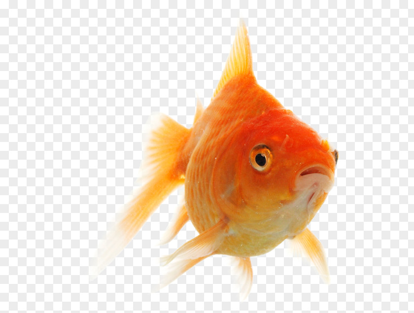 Fish Goldfish PNG