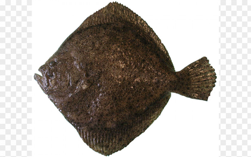 Flounder Turbot Brill Flatfish Common Sole PNG